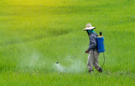 260 Farmer Spraying Pesticide In The Rice Field Stock Photos Pictures