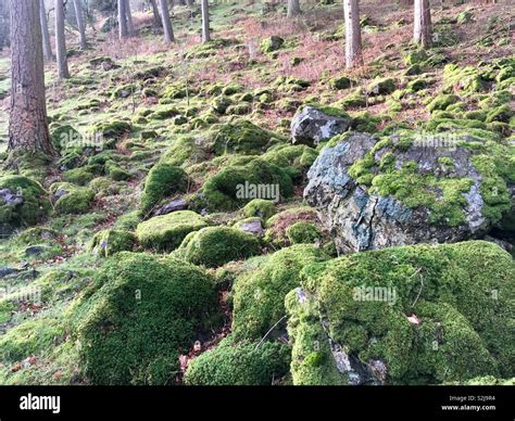 Moss Covered Stones Hi Res Stock Photography And Images Alamy