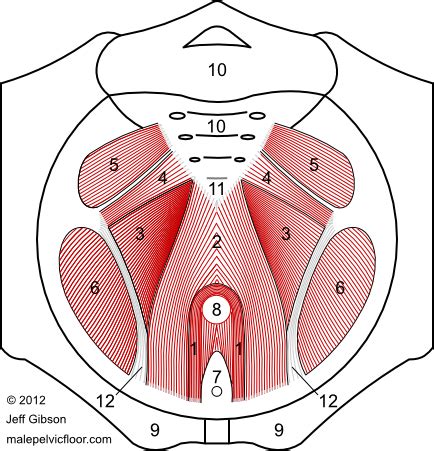 We'll go over the main differences and dive into the anatomy and function of the different parts of the female uterus. Male Pelvic Floor: Advanced Massage and Bodywork