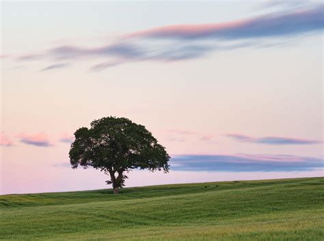 Wallpaper Scotland Nature Landscape Clouds Sunset Field Trees