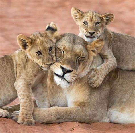 Frisky Little Lion Cubs Chewing On Their Patient Mom Animals And Pets