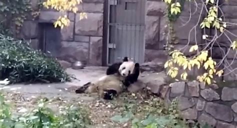 Wild Giant Pandas Roll In Horse Manure To Increase Cold Tolerance