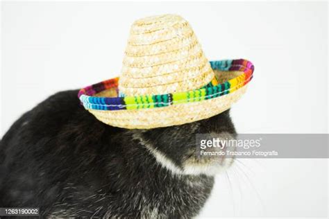 mexican sleeping sombrero photos and premium high res pictures getty images