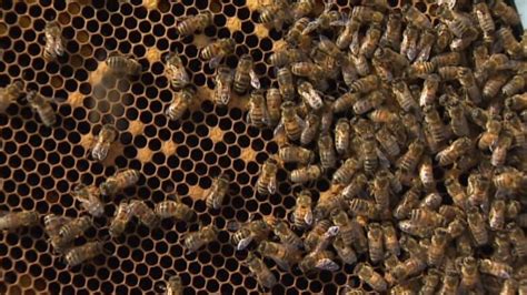Nova Scotia Apiaries Lose Bees To Harsh Winter Cbc News