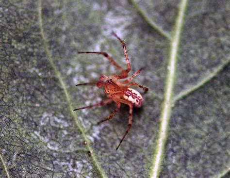 Field Biology In Southeastern Ohio A Few More Ohio Spiders