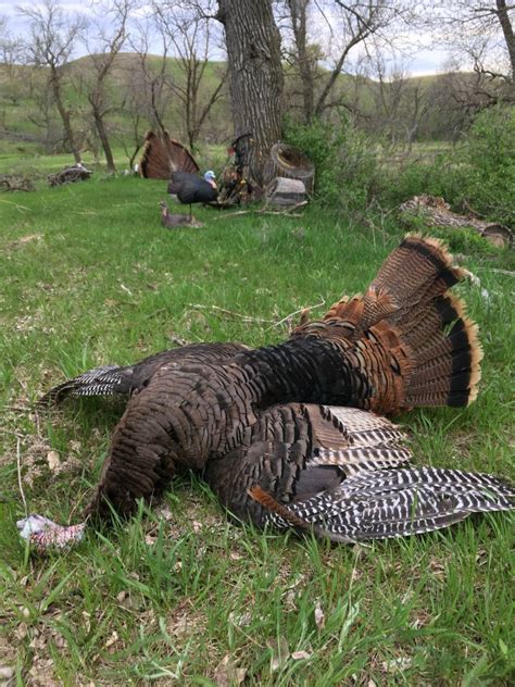 Bowhunting Turkeys Without A Ground Blind Grand View Outdoors