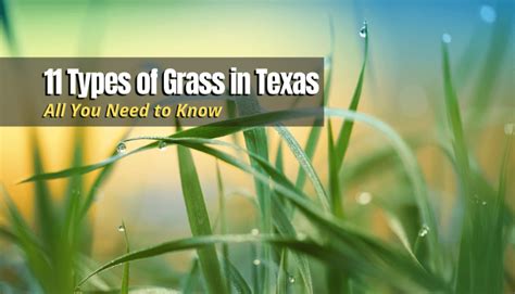 11 Types Of Grass In Texas The Backyard Pros