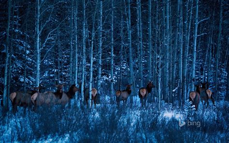 Elk Near Banff National Park Alberta Canada Hd Wallpaper Download