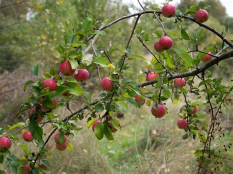 Freistehende apfelbäume werden üblicherweise am. 25 Top Images Wann Apfelbaum Pflanzen : Obstbaume ...