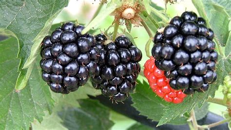 1080p Free Download Blackberry Fruit Fruit Trees Hd Wallpaper Pxfuel