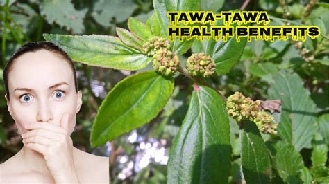 Tawa Tawa Leaves Or Asthma Weed Uses And Health Benefits Facts Stem
