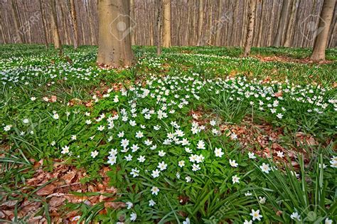 White Wild Flowers Wood Anemone Nemorosa In Early Spring Forest