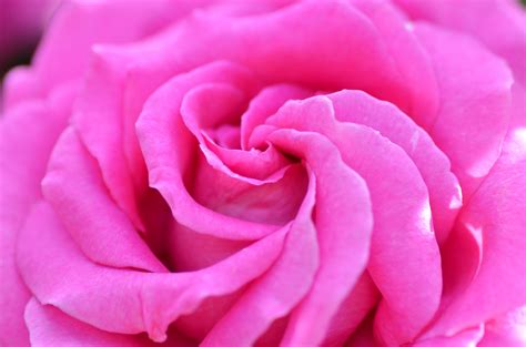 Pink Rose Hd Wallpaper Background Image 2048x1356