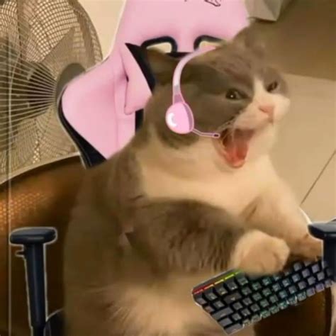 Goals Gamer In 2021 Cat Memes Funny Animal Pictures Cat Aesthetic