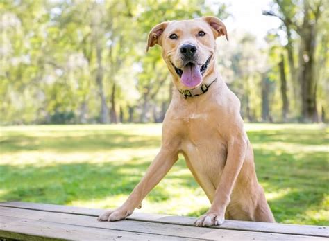 Pit Bull Lab Mix Info Breed Origin Health Issues And Dietary Needs