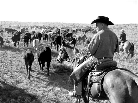 Cattle Drives A Truly Western Experience Cattle Cattle Drive And
