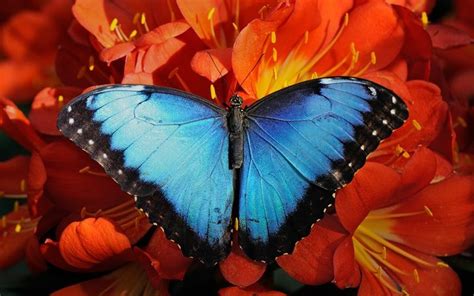 The Beautiful Blue Morpho Butterfly Blue Morpho