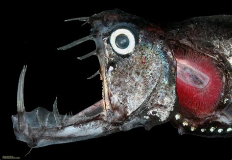 10 Weird Deep Sea Creatures Caught By Fishermen Unexplained Mysteries