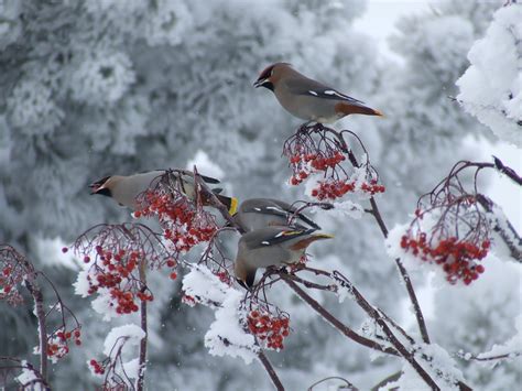 Berries In Winter Birds And Blooms