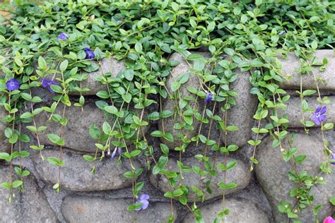 Climbing Vine With Purple Flowers On A Rock Wall Stock Photo Image Of