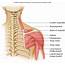 Shoulder & Upper Arm  Chandler Physical Therapy