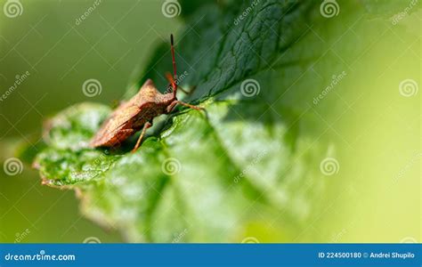 Close Up Of A Bug On A Green Leaf Stock Photo Image Of Macro