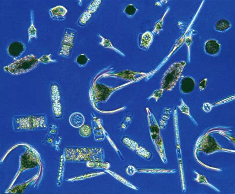 Types Of Plankton Hubpages