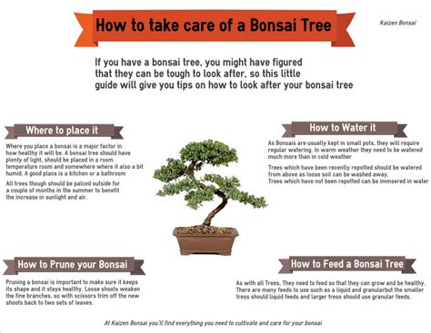 How To Take Care Of A Bonsai Tree Visually