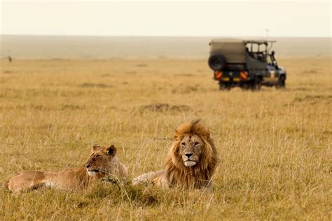 East African Safari Vs South African Safari East Africa Safaris