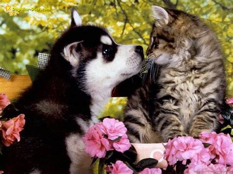 Dogs Cats Loving Moments In Photos Funny And Cute Animals