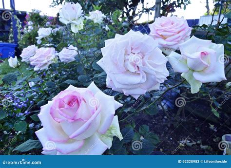 Pink Edged White Roses Growing In Home Rose Garden Stock Image Image