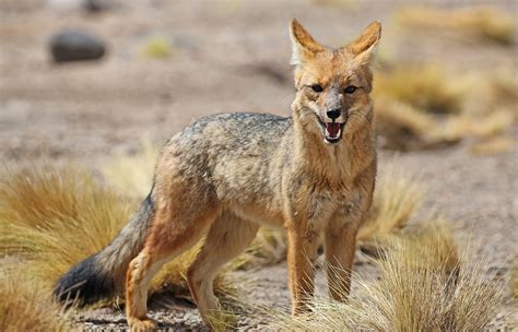 Andean Fox Lycalopex Culpaeus In Siloli Desert Bolivia Patagonia Hero
