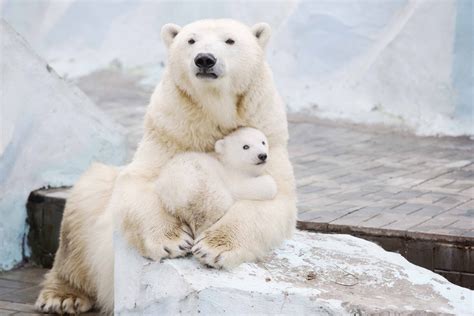 Est100 一些攝影some Photos Polar Bear Mother Cub At Novosibirsk Zoo In