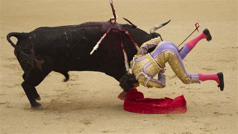 French Matador Gored By Raging Bull In Madrid Bullfight World News