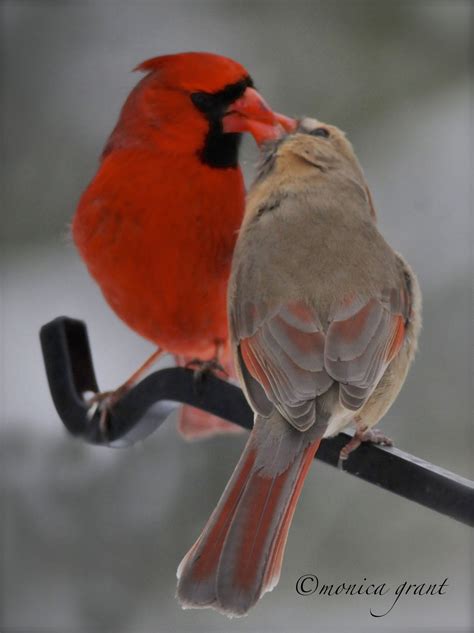 Kissing Cardinals Cardinal Birds Wild Birds Colorful Birds