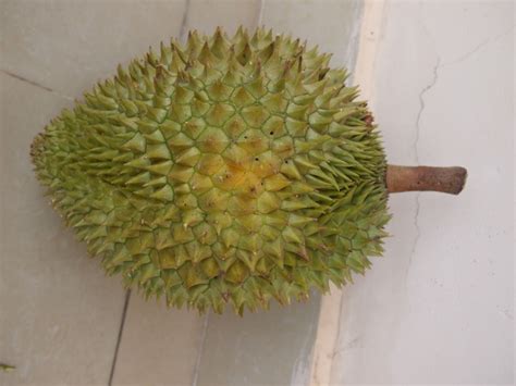 D8, d24, d104) another research conducted in malaysia in the 1970s found that durians were pollinated almost. Vietnam Durian Varieties