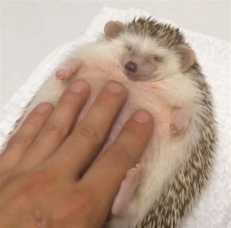 Roly Poly Hedgehog Gets Belly Rub From Its Incredibly Accommodating