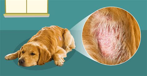 How To Manage Dog Skin Conditions Dogs Naturally Dog Skin Coconut