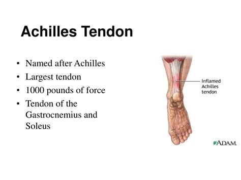 Ppt Muscles Of The Ankle And Foot Powerpoint Presentation Free