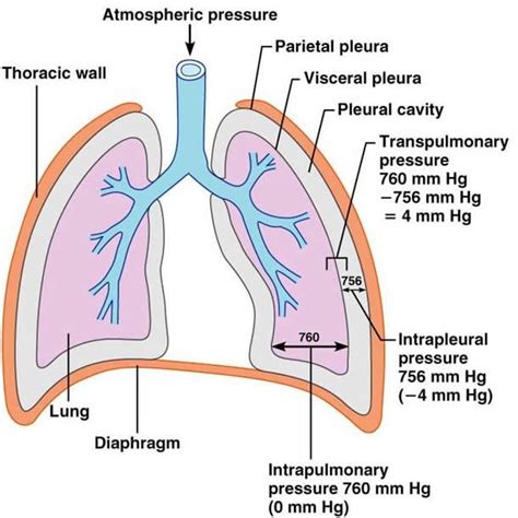 Slide16 611×611 Respiratory Care Respiratory System