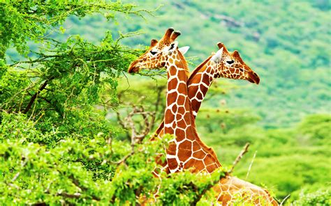 Kenya African Giraffes National Park Samburu Wallpaper For Desktop