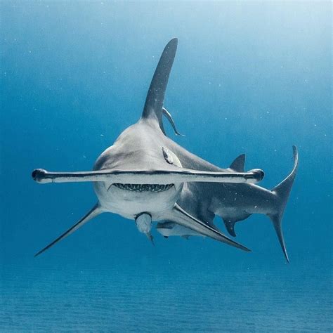 Savingthetides On Instagram Hammer Time This Is A Great Hammerhead