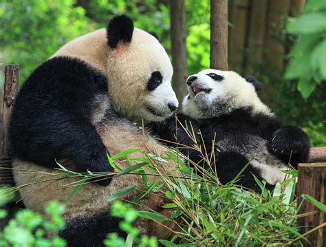 Mother Panda And Her Cub Photograph By Feng Wei Photography
