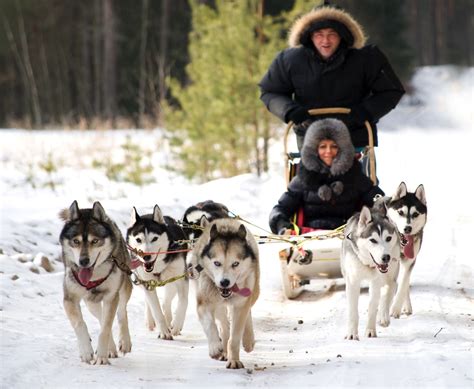 Siberian Husky Dog Sleddingsledging Group Activity In