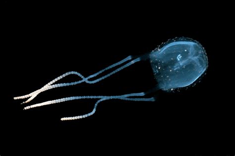 Irukandji Jellyfish Alchetron The Free Social Encyclopedia