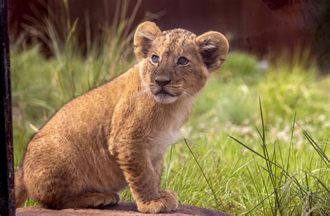 Lion Cubs Taronga Conservation Society Australia