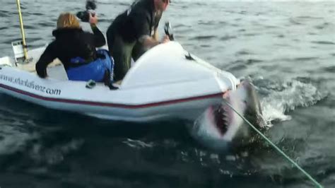 Video Great White Shark Attacks Film Crew Members Abc7 Chicago