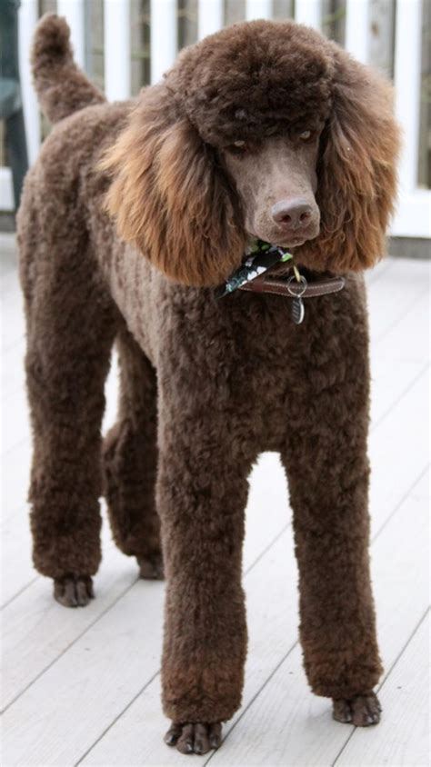 70 Awesome Standard Poodle Haircut Styles Best Haircut Ideas