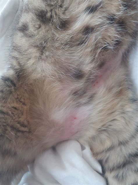 Spots On Cats Skin