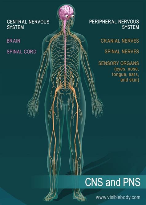 The cns contains the brain and spinal cord. What are the three main parts of the nervous system? - Quora